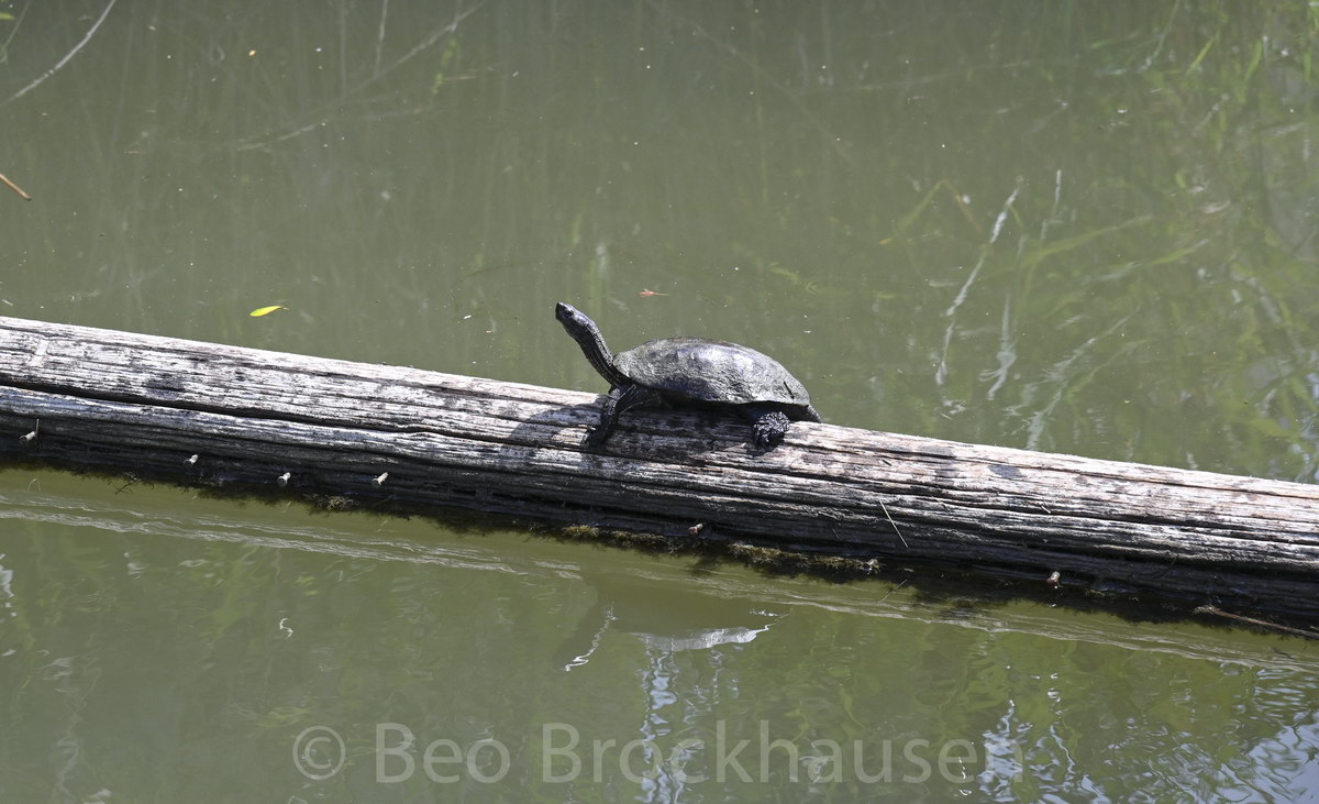 Sumpfschildkröte Sumpfschildkröte