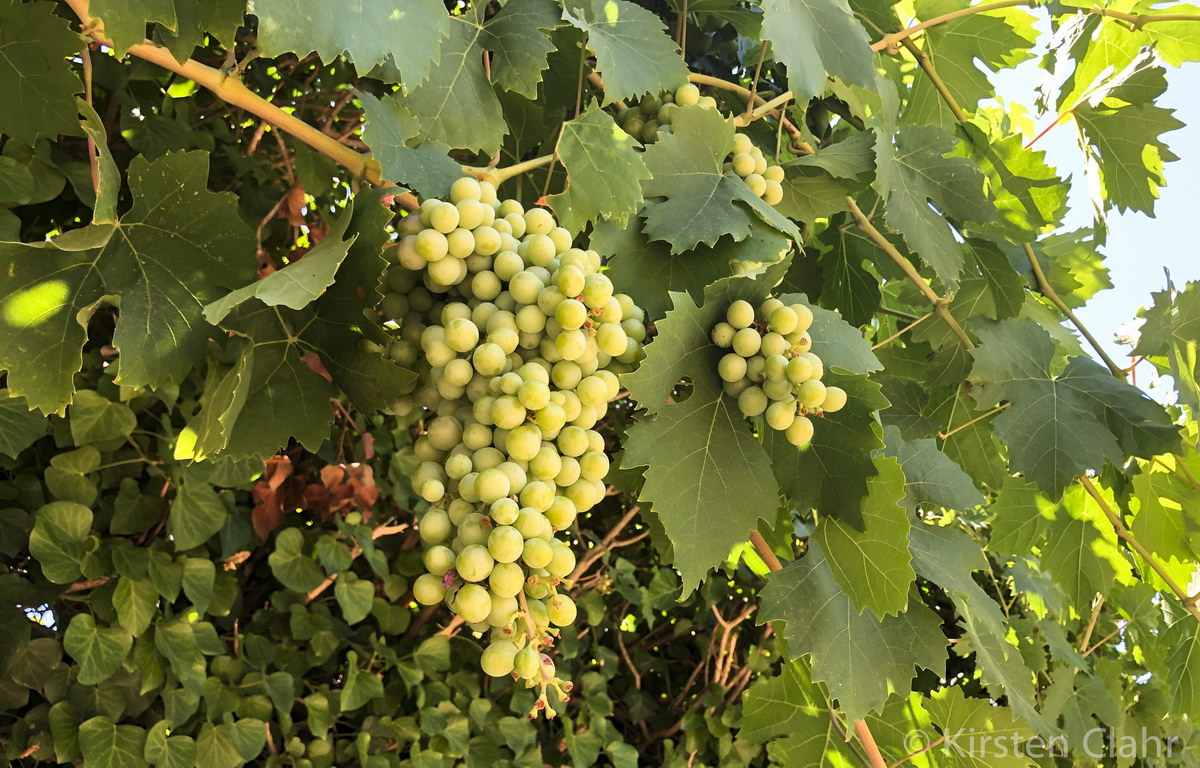 Wein Wein