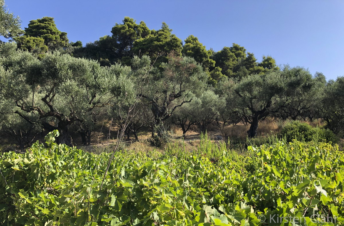 Wein und Oliven Wein und Oliven
