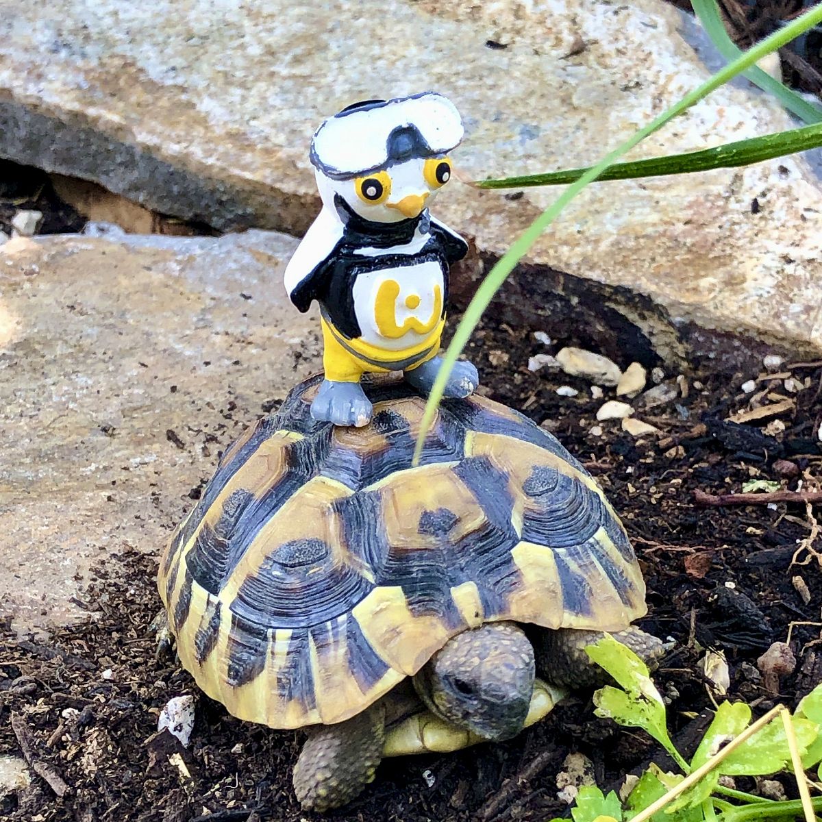 Wincent auf Schildkröte Wincent auf Schildkröte