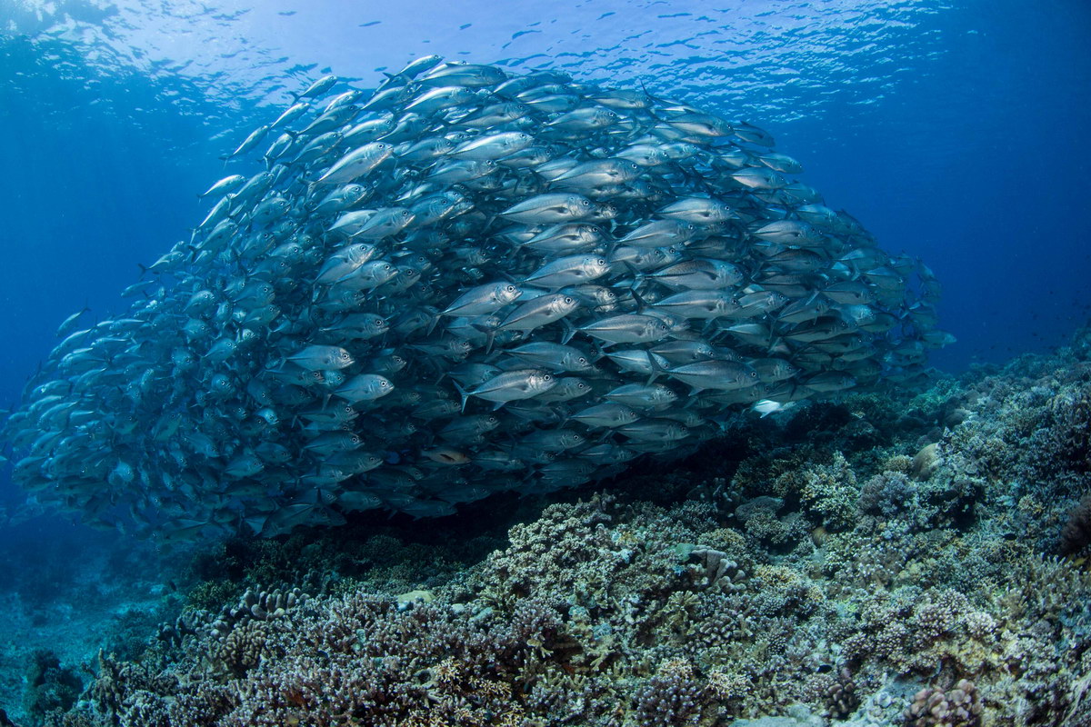 Tubbataha Tubbataha