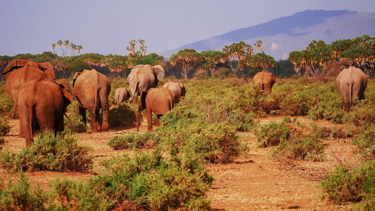 Elefanten, Samburu-Naionalpark Elefanten, Samburu-Naionalpark