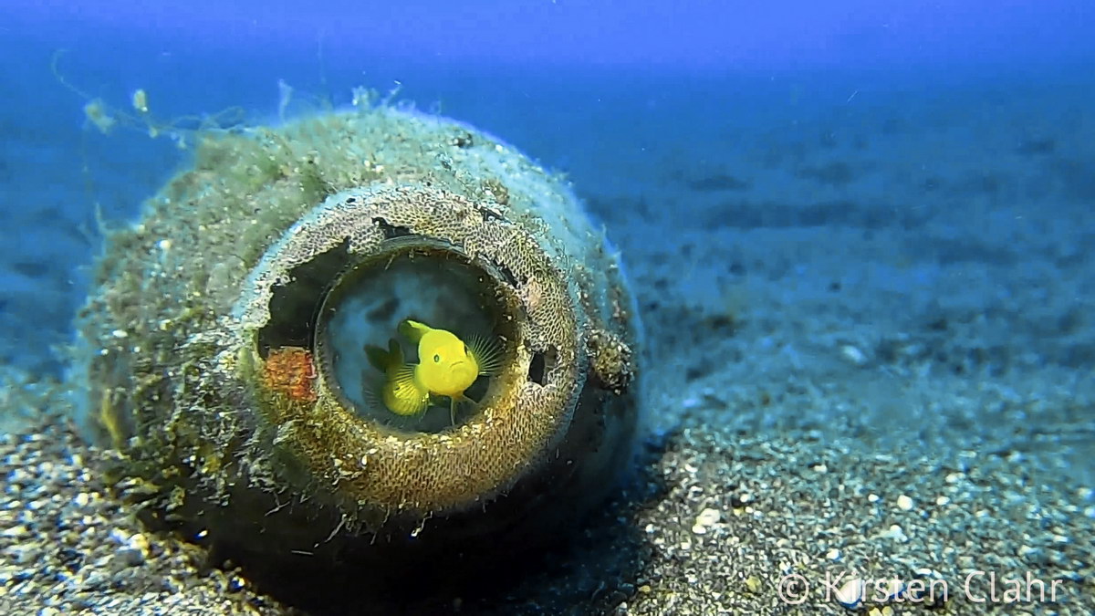 Zitronengobys Zitronengobys