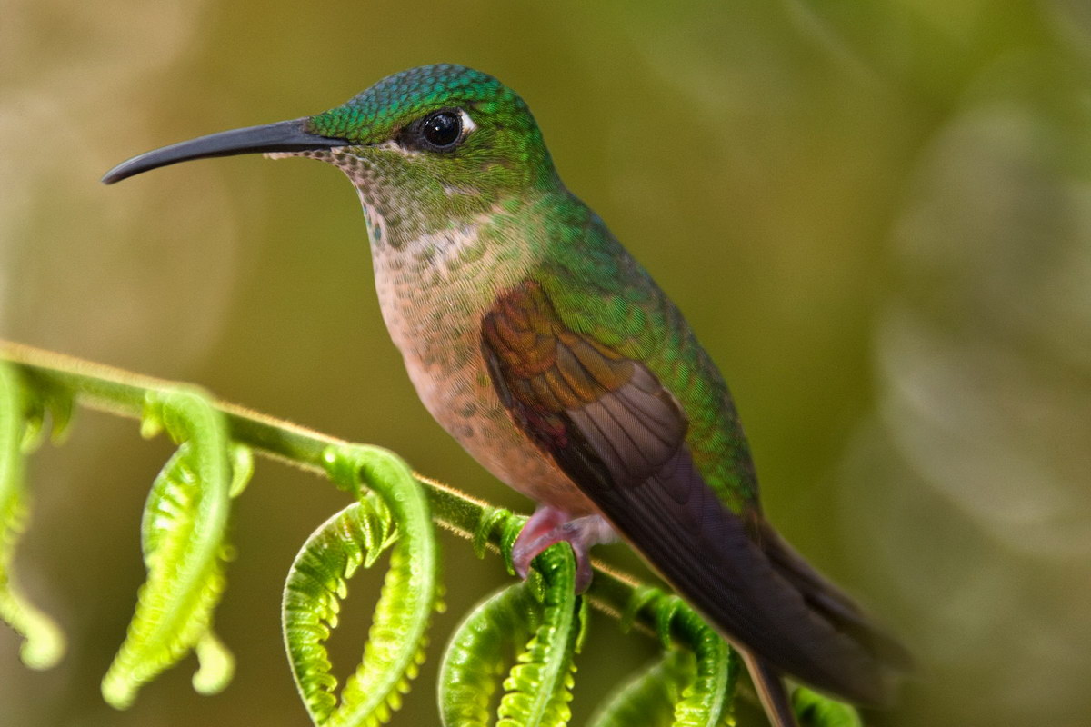 Kolibri Kolibri