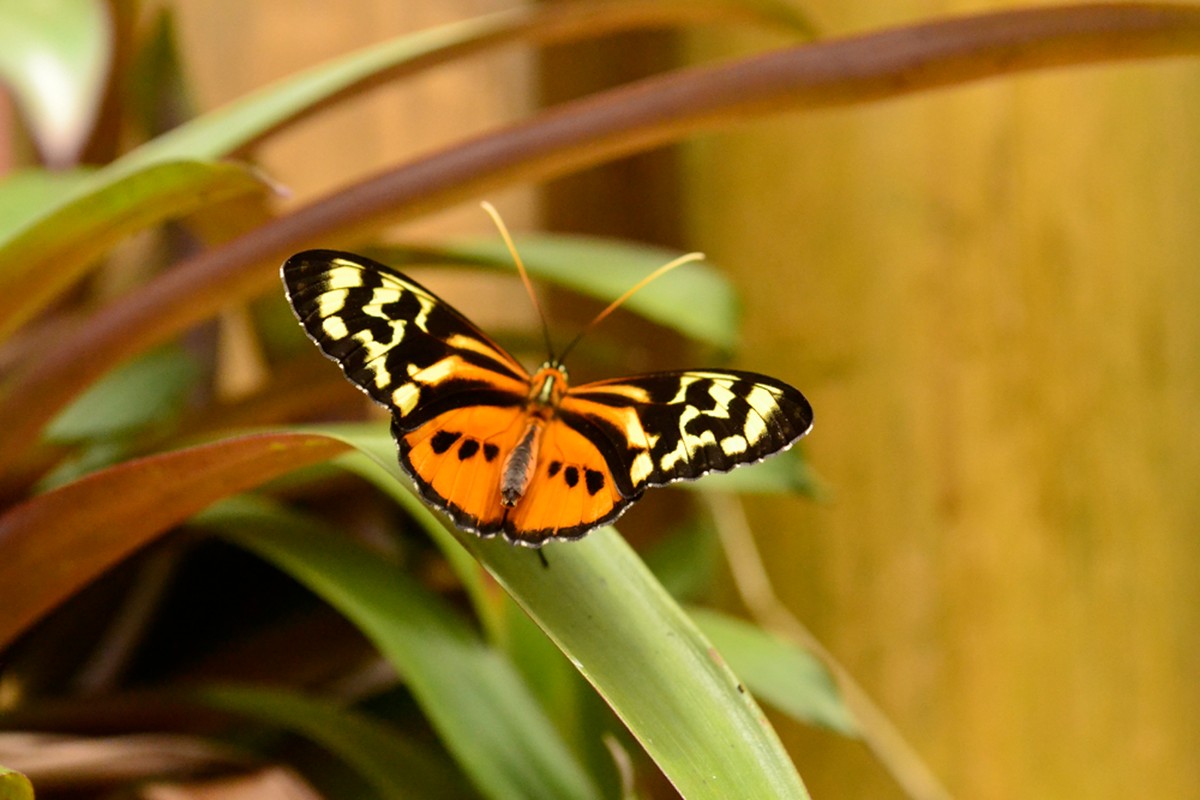 Schmetterling Schmetterling
