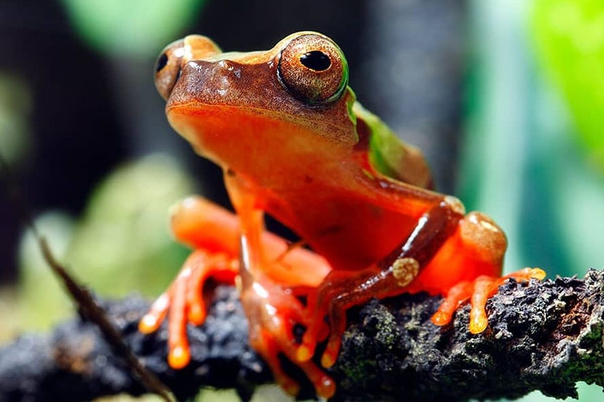 Frosch Frosch