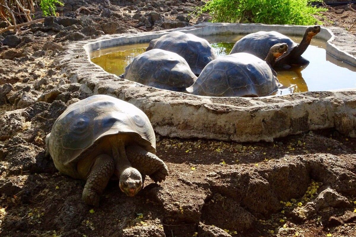 Schildkrötenaufzucht Schildkrötenaufzucht