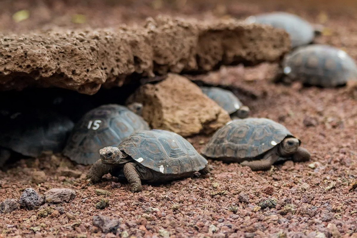 Schildkrötenaufzucht Schildkrötenaufzucht