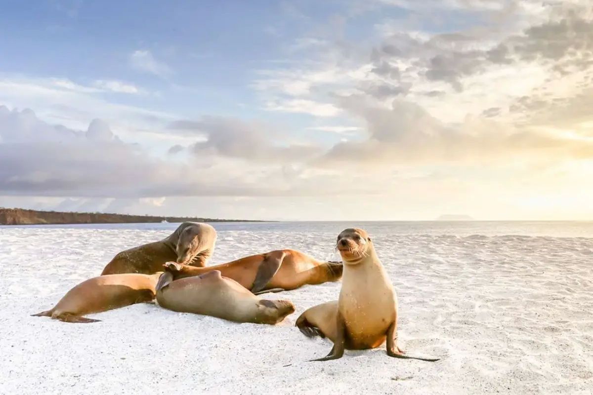 Galápagos-Seelöwen Galápagos-Seelöwen