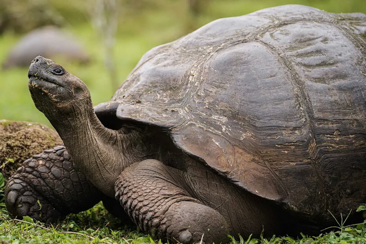 Riesenschildkröte Riesenschildkröte