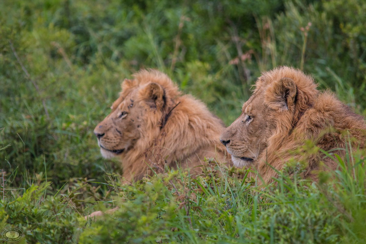 Big-5-Safaris Big-5-Safaris