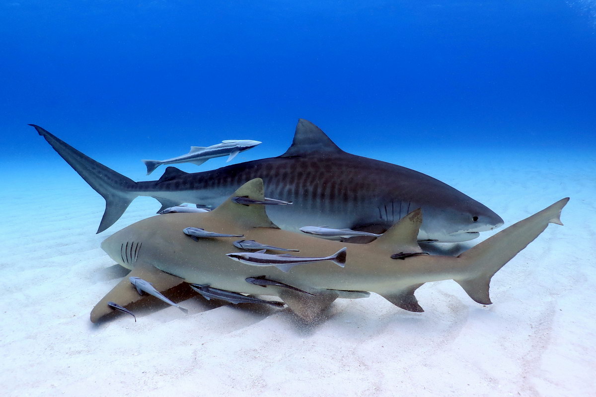 Tiger Beach Tiger Beach