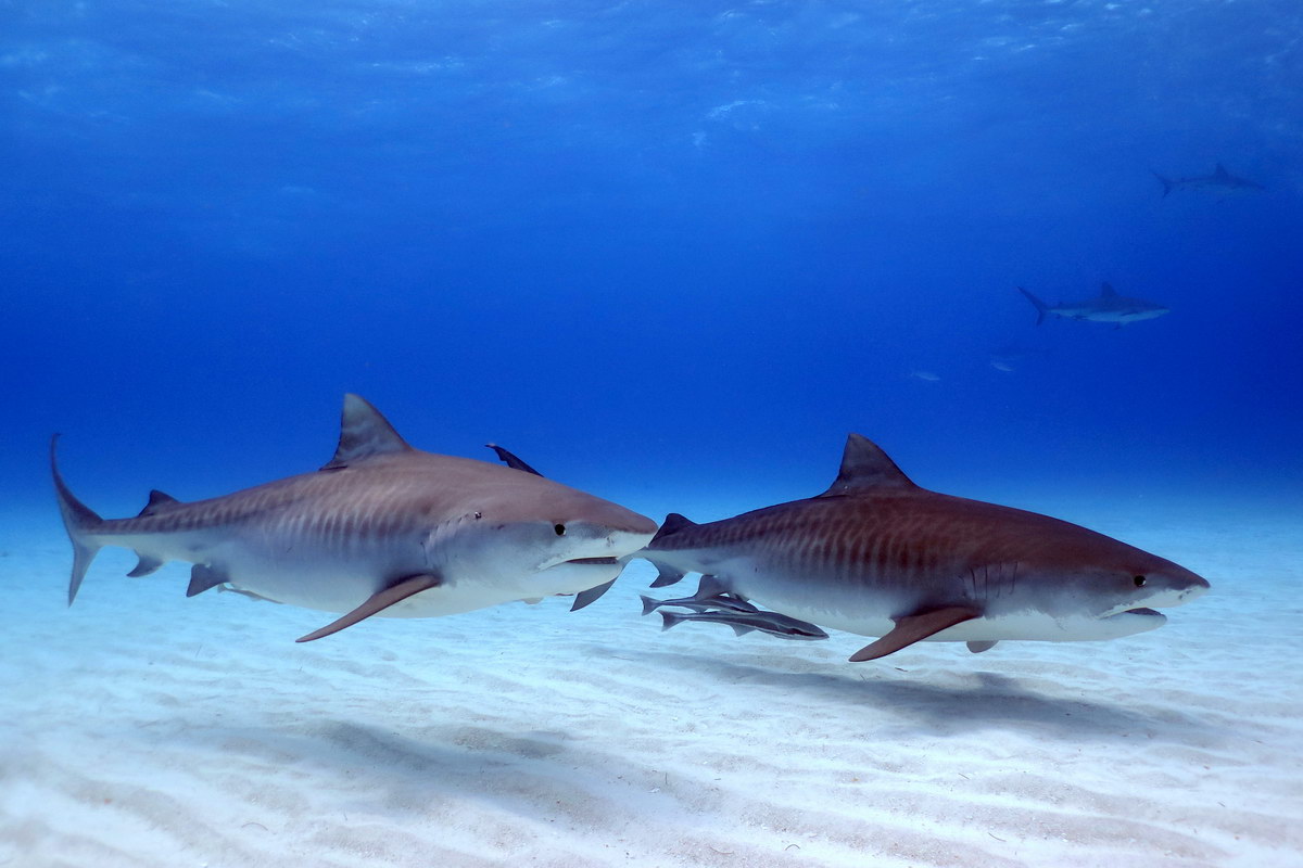 Tiger Beach Tiger Beach