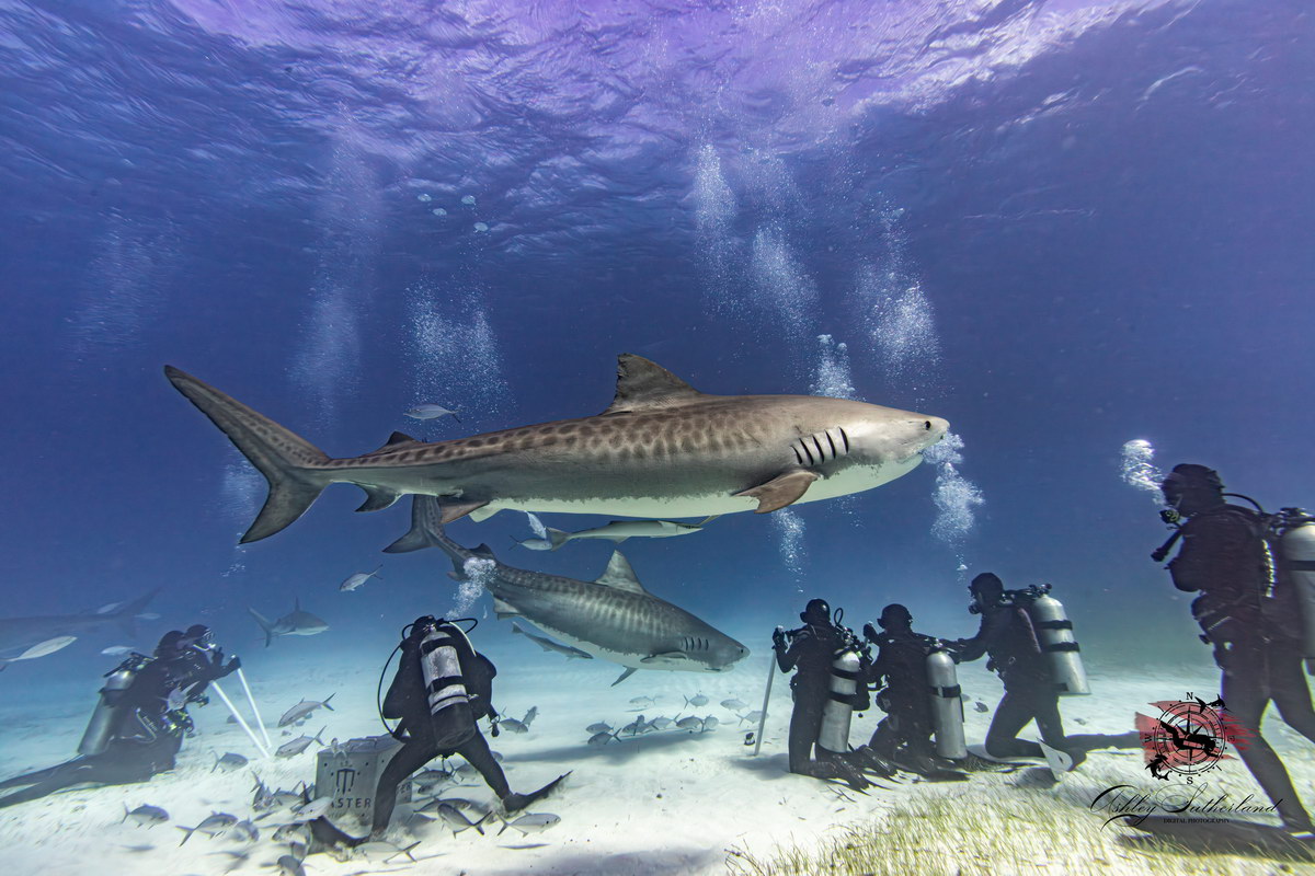 Tiger Beach Tiger Beach