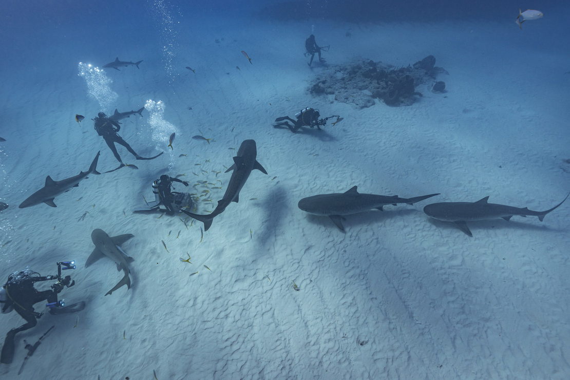 Tiger Beach Tiger Beach