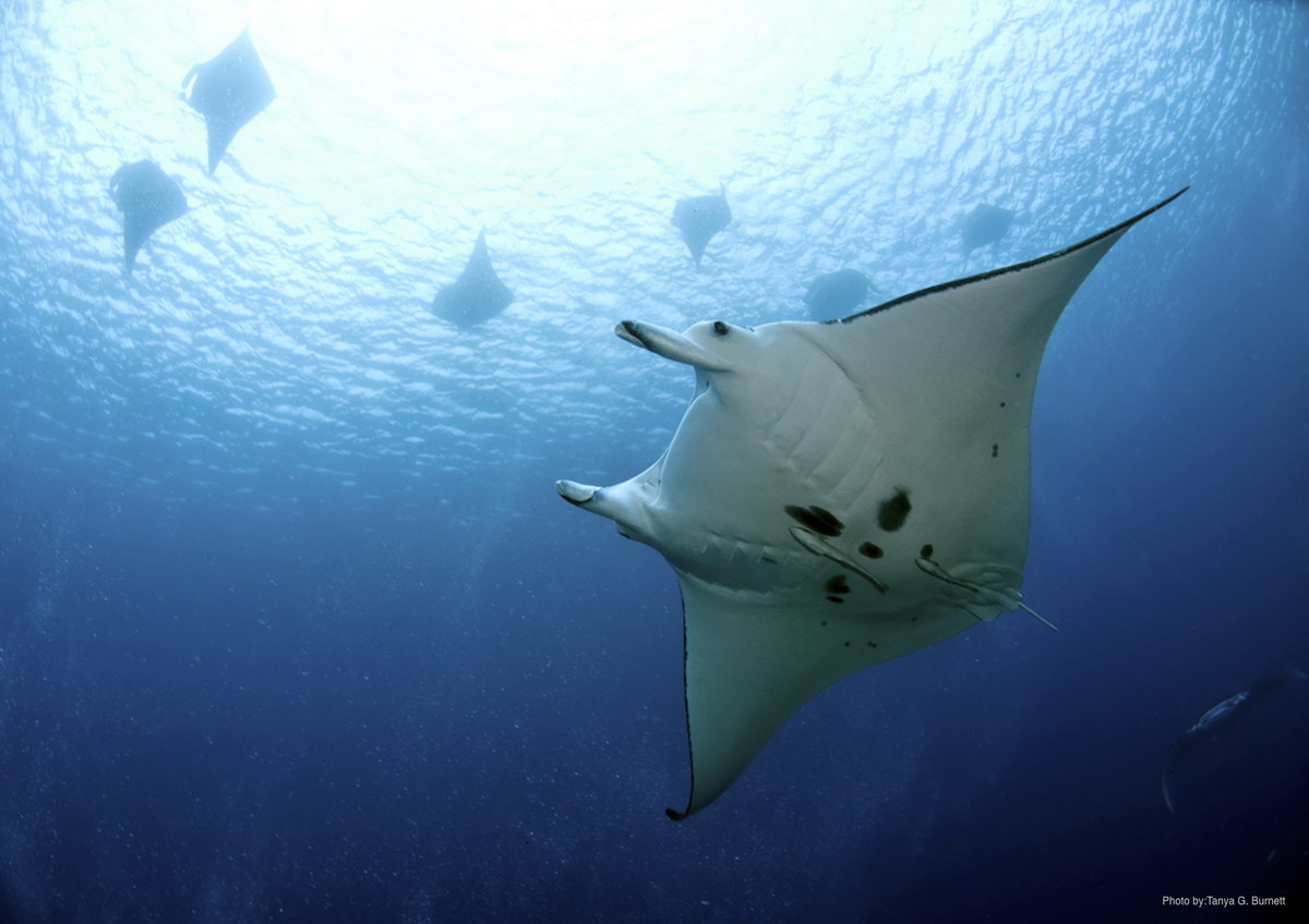 Manta © Tanya G. Burnett Manta