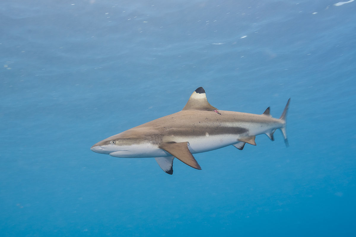 Blacktip reef shark © Matt Smith Blacktip reef shark