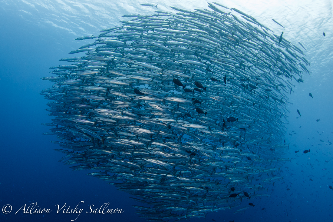 Barracudas © Allison Vitsky Sallmon Barracudas