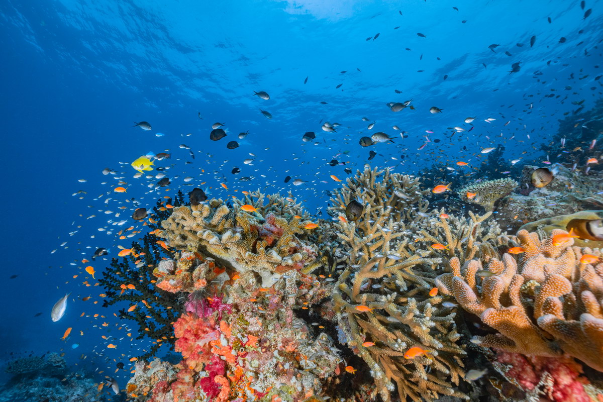 Tauchen in Fidschi Tauchen in Fidschi