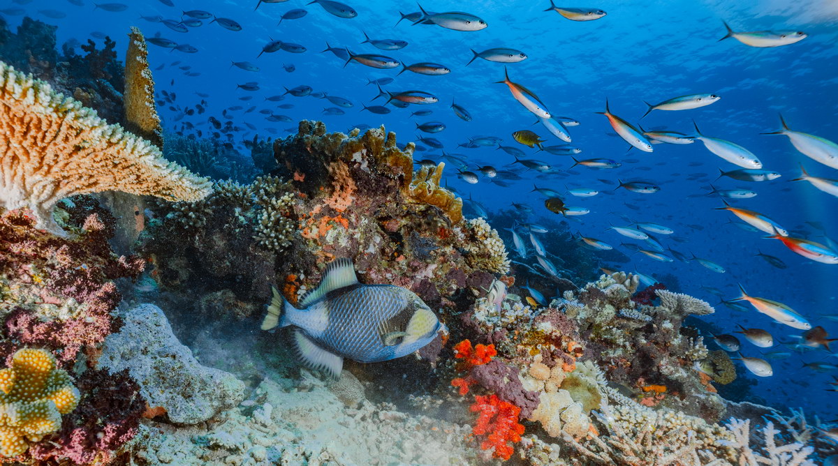 Tauchen in Fidschi Tauchen in Fidschi