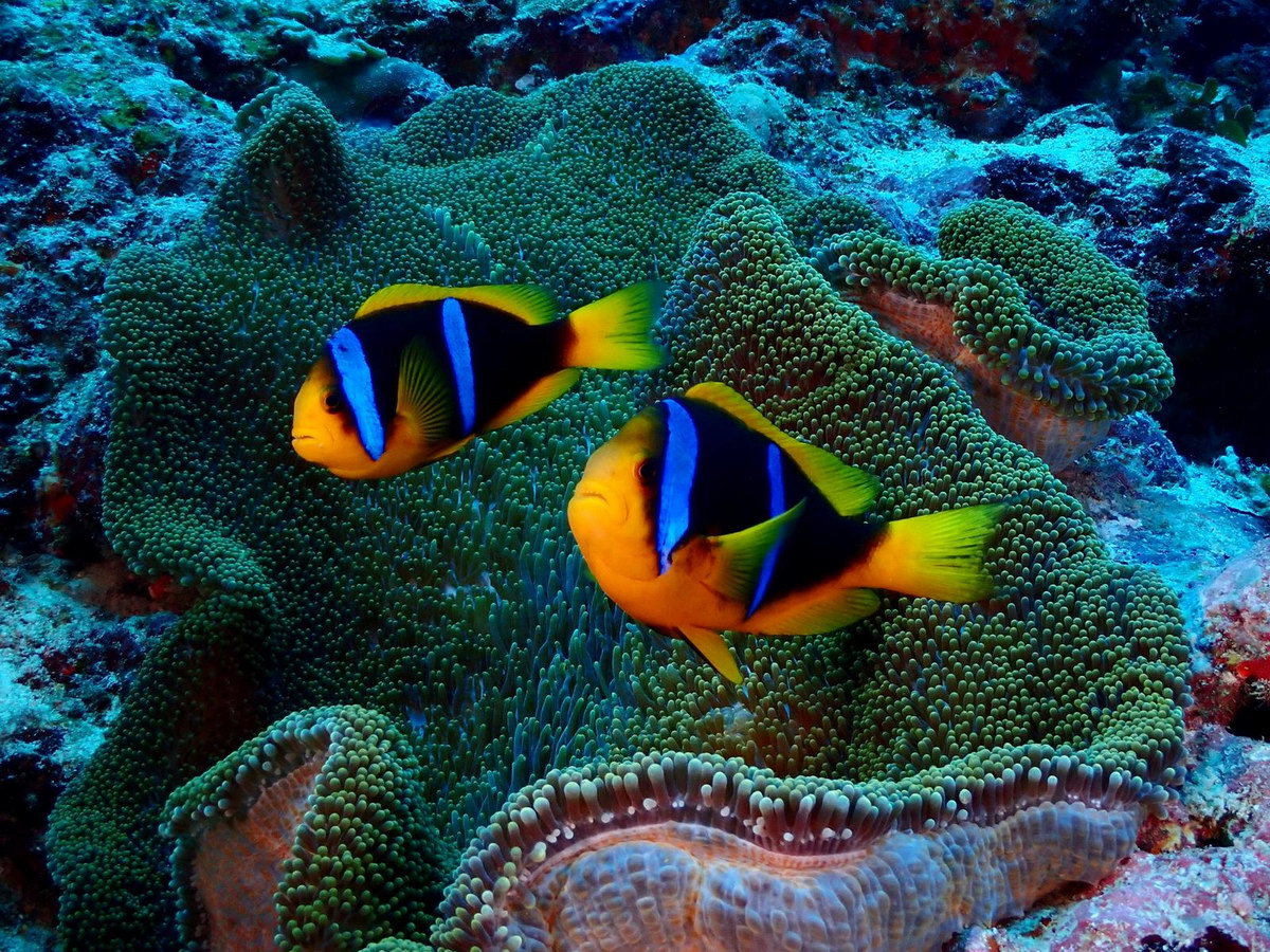 Tauchen in Fidschi Tauchen in Fidschi