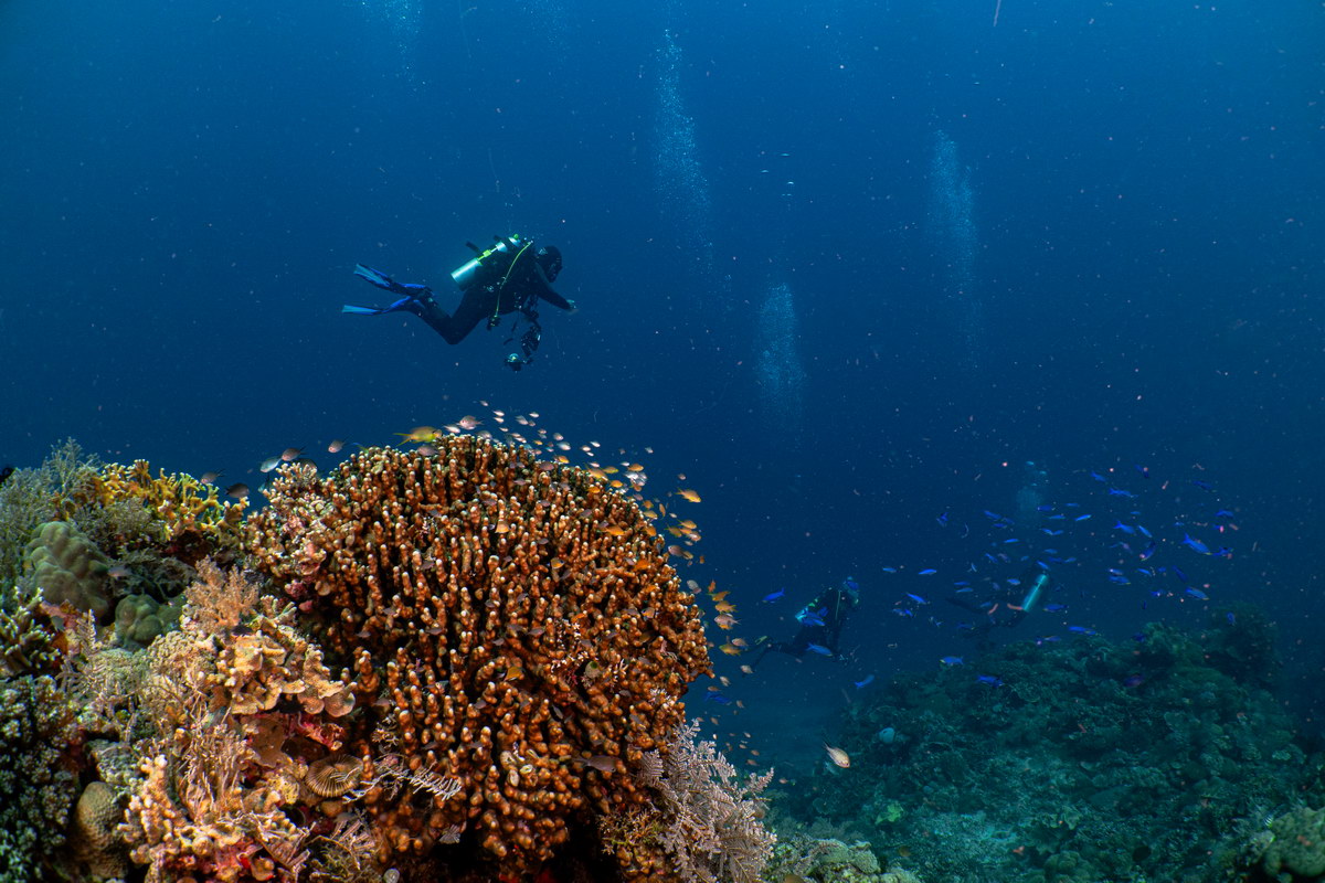 Tauchen in Siquijor Tauchen in Siquijor