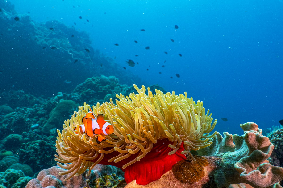 Tauchen in Siquijor Tauchen in Siquijor