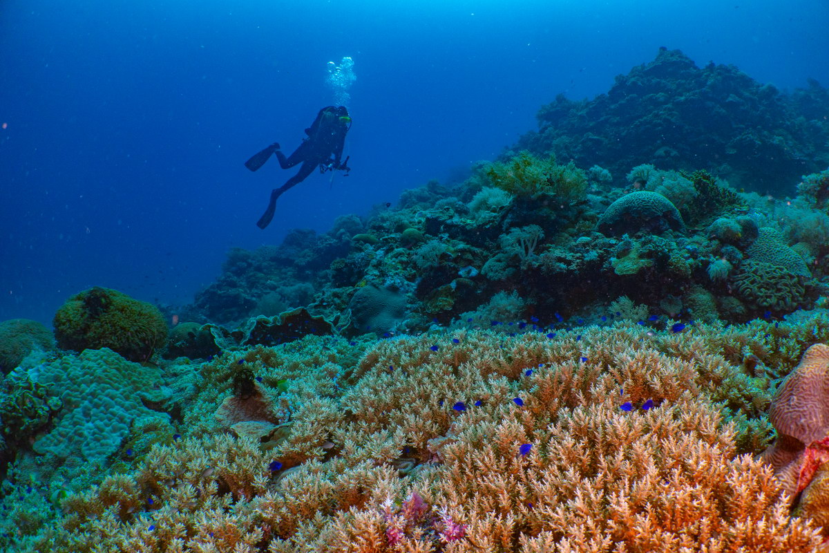 Tauchen in Siquijor Tauchen in Siquijor