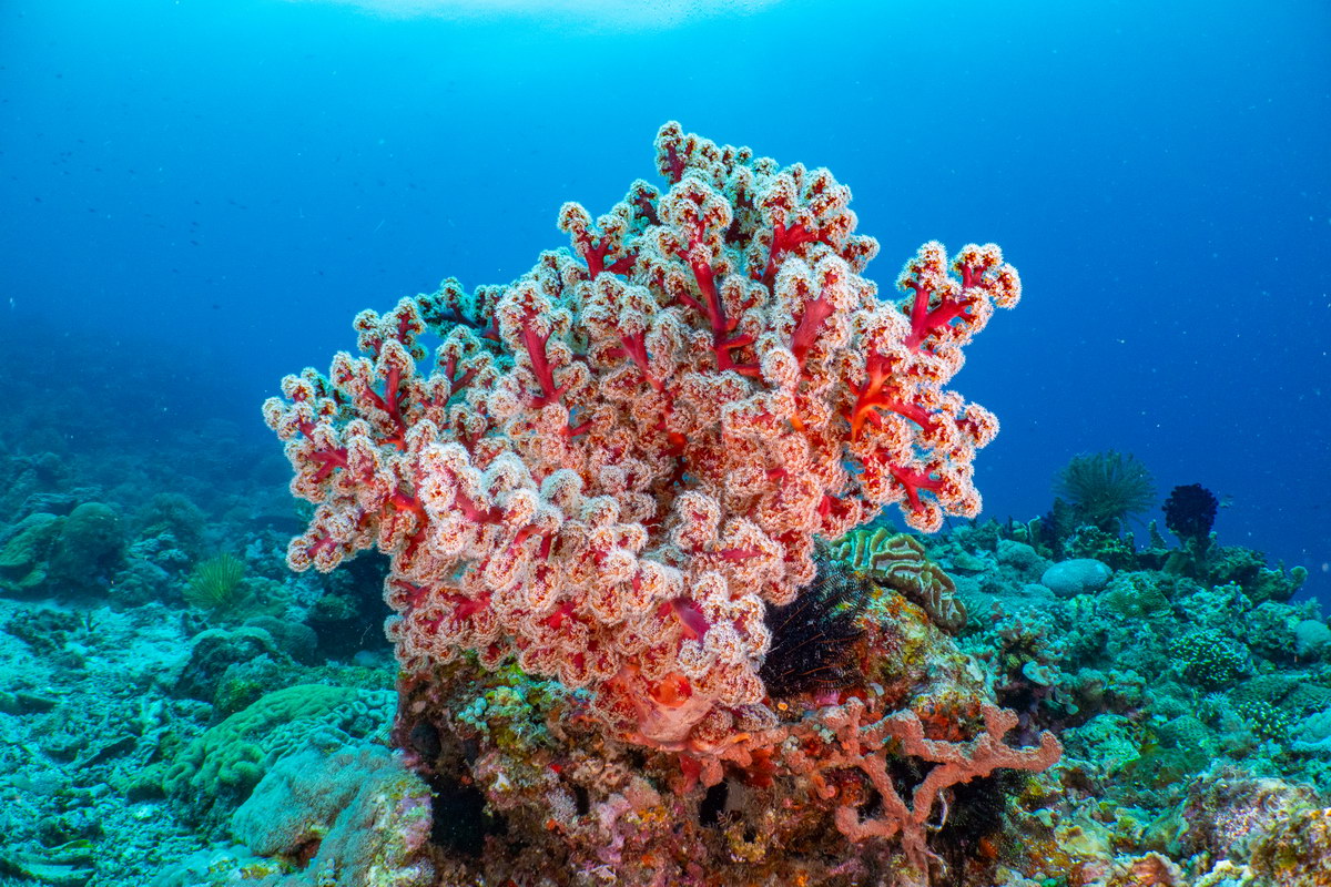 Tauchen in Siquijor Tauchen in Siquijor