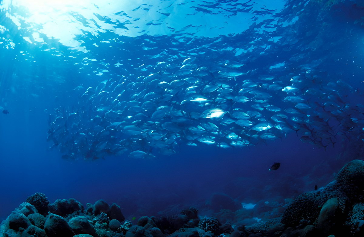 Tauchen in Siquijor Tauchen in Siquijor