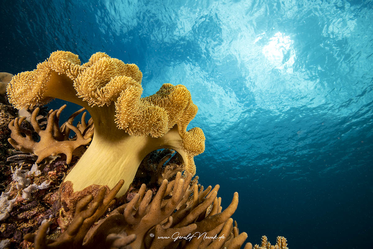 Tauchen in Sipalay Tauchen in Sipalay