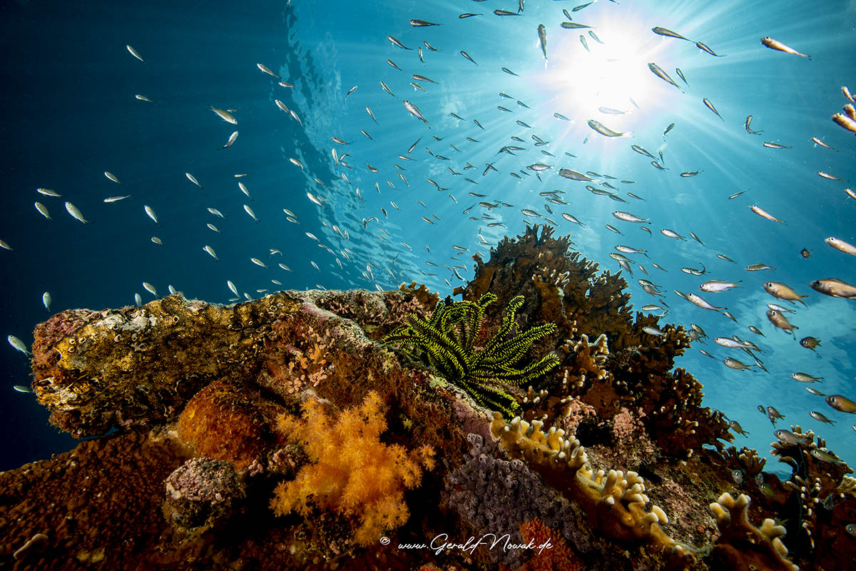 Tauchen in Sipalay Tauchen in Sipalay