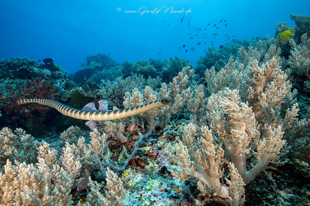 Tauchen in Sipalay Tauchen in Sipalay