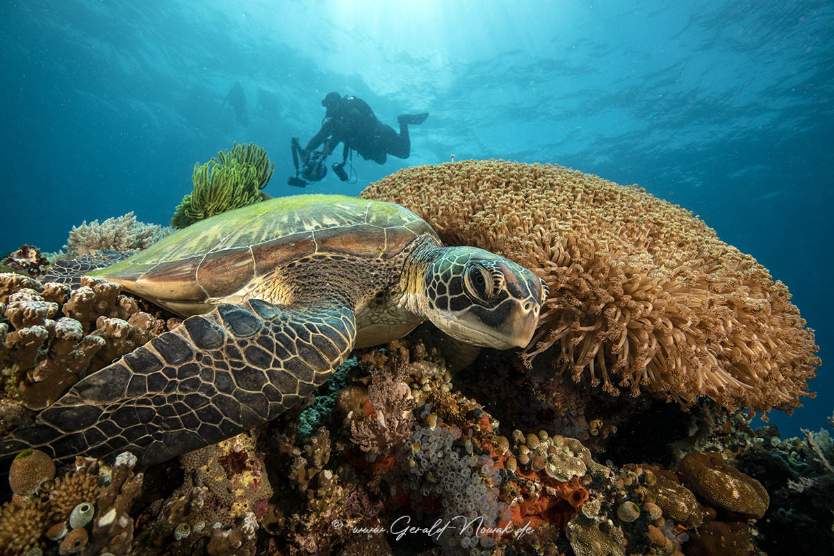 Tauchen in Sipalay Tauchen in Sipalay