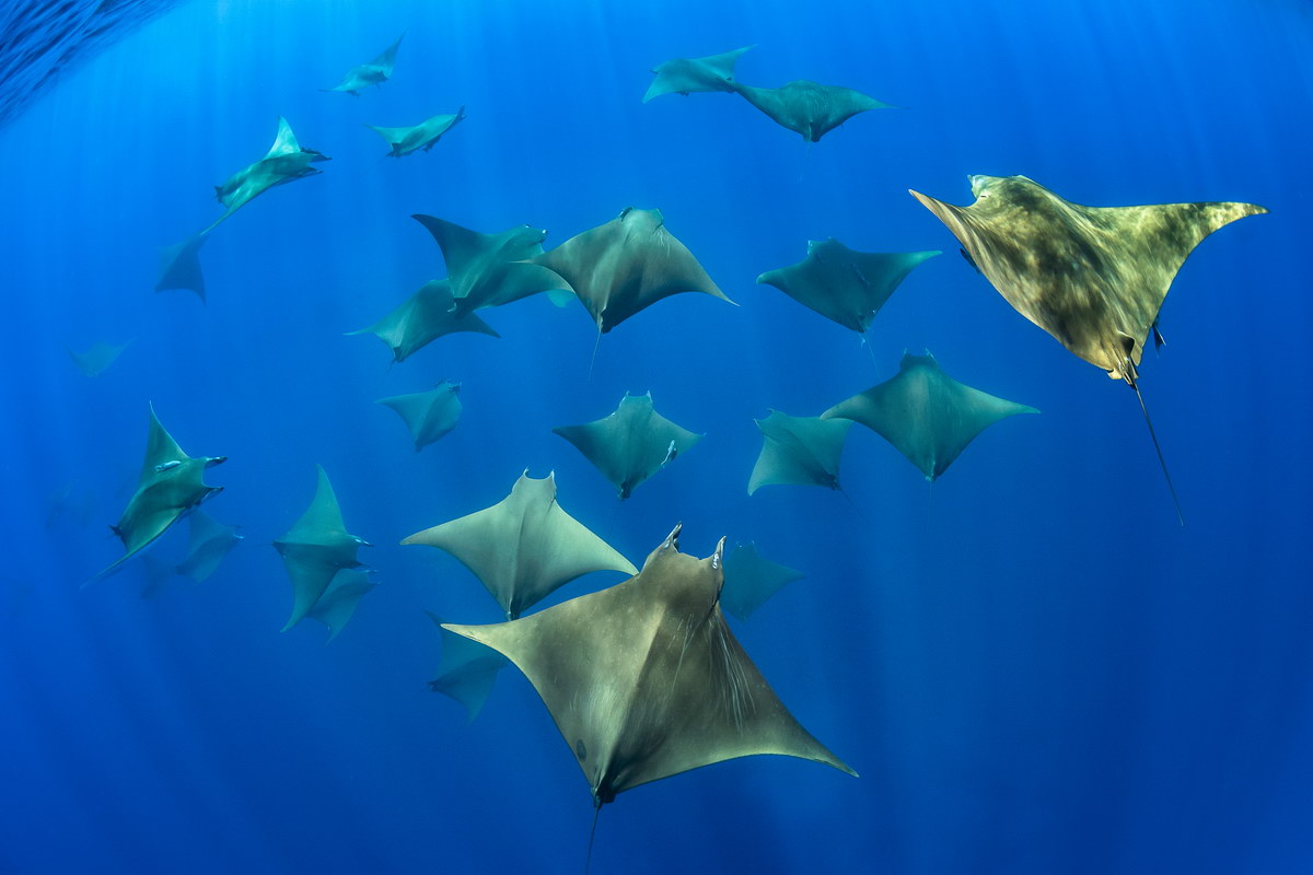 Tauchen auf den Azoren Tauchen auf den Azoren