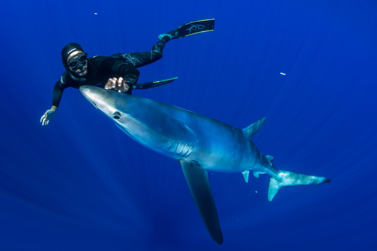 Tauchen auf den Azoren Tauchen auf den Azoren