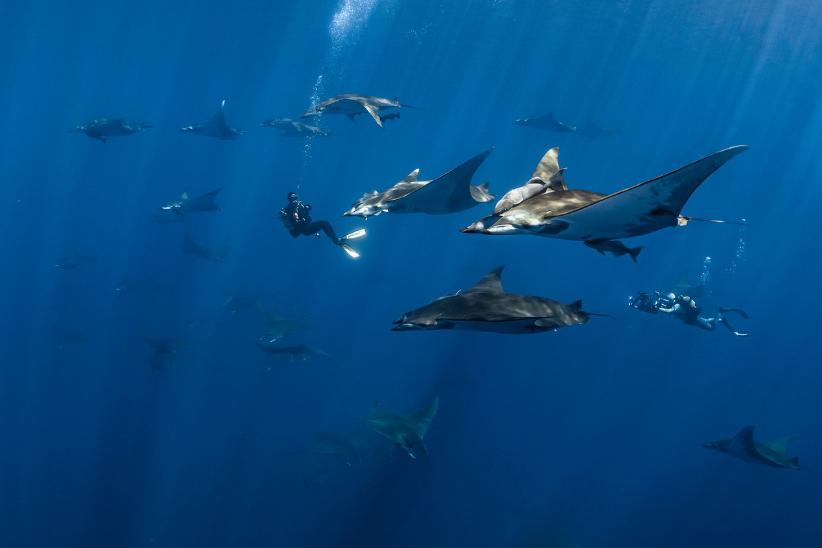 Tauchen auf den Azoren Tauchen auf den Azoren