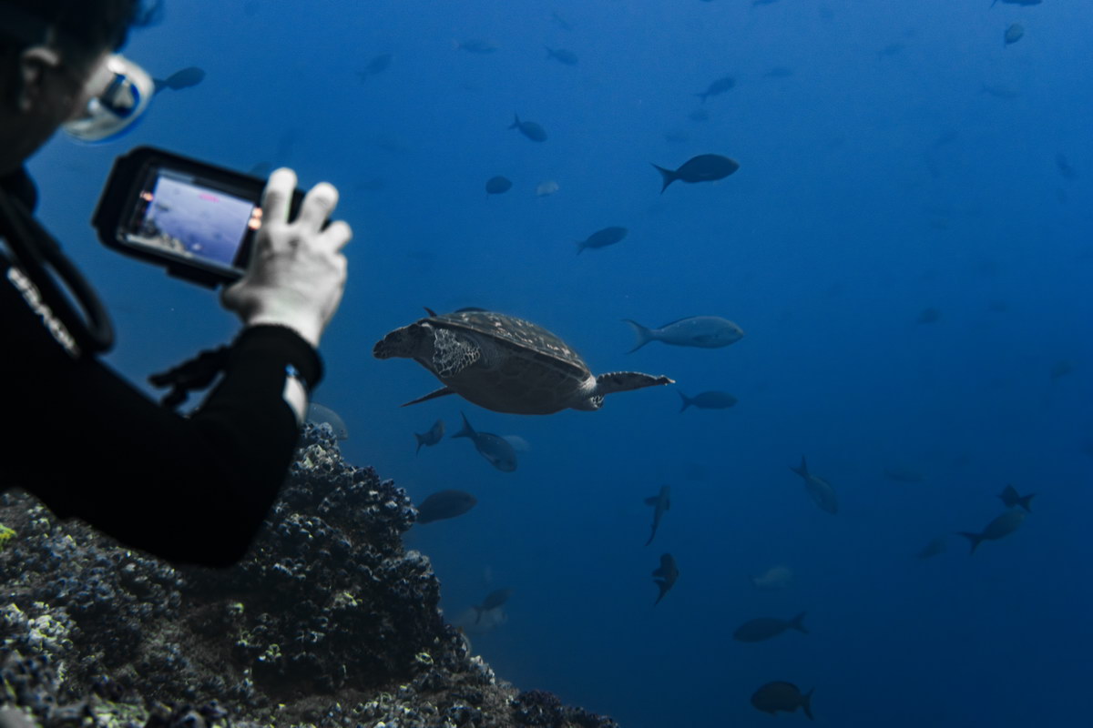 Tauchen auf den Galapagos-Inseln Tauchen auf den Galapagos-Inseln