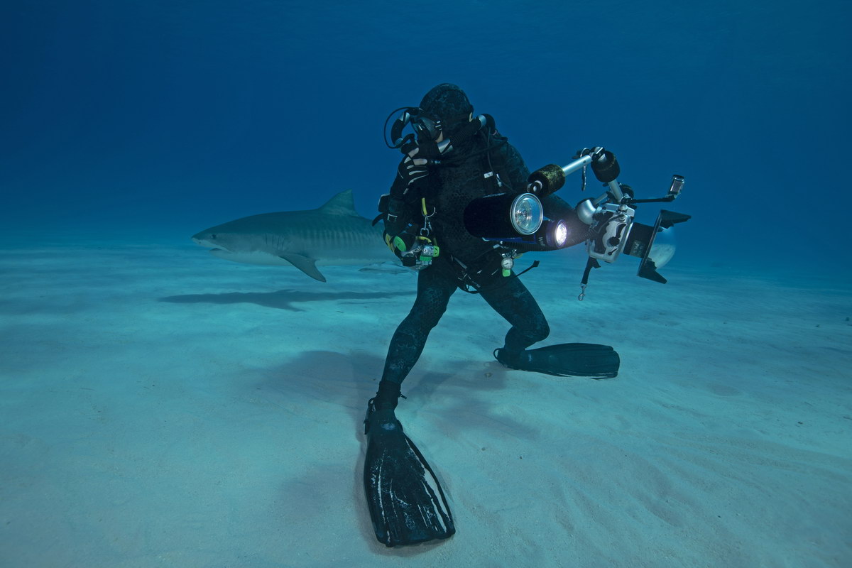 Tauchen mit Haien Tauchen mit Haien