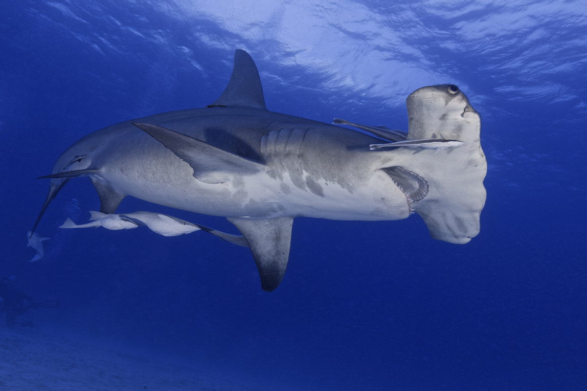 Tauchen mit Haien Tauchen mit Haien