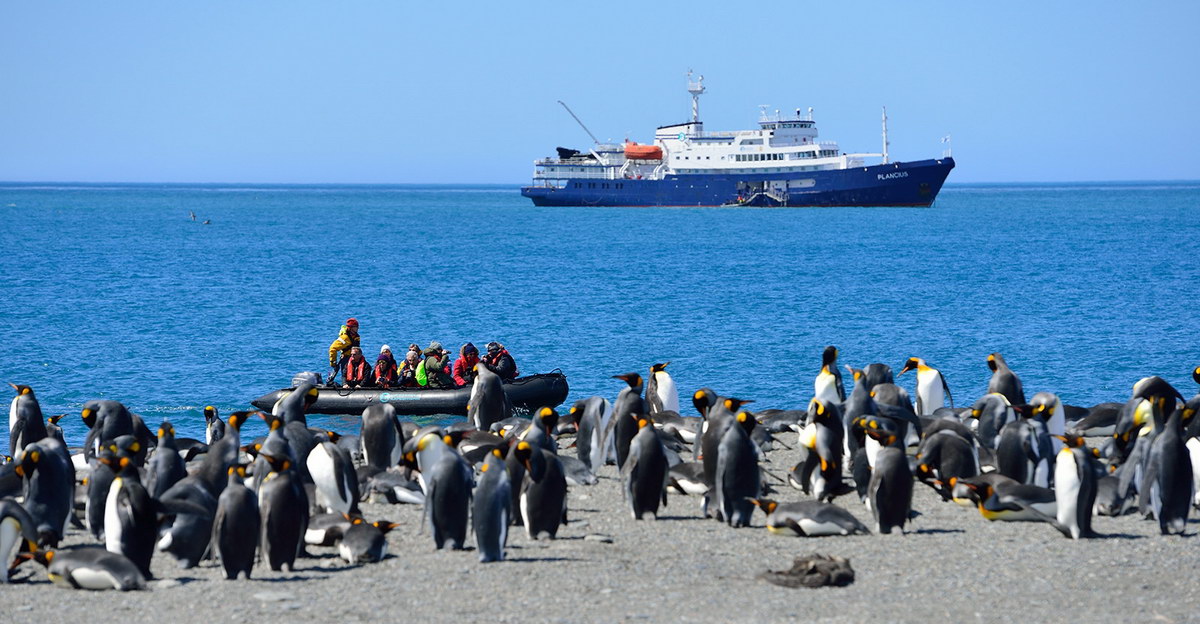 Plancius und Pinguine, © Martin van Lokven Plancius und Pinguine