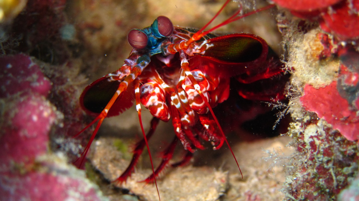 Fangschreckenkrebs ©Kaya Tan