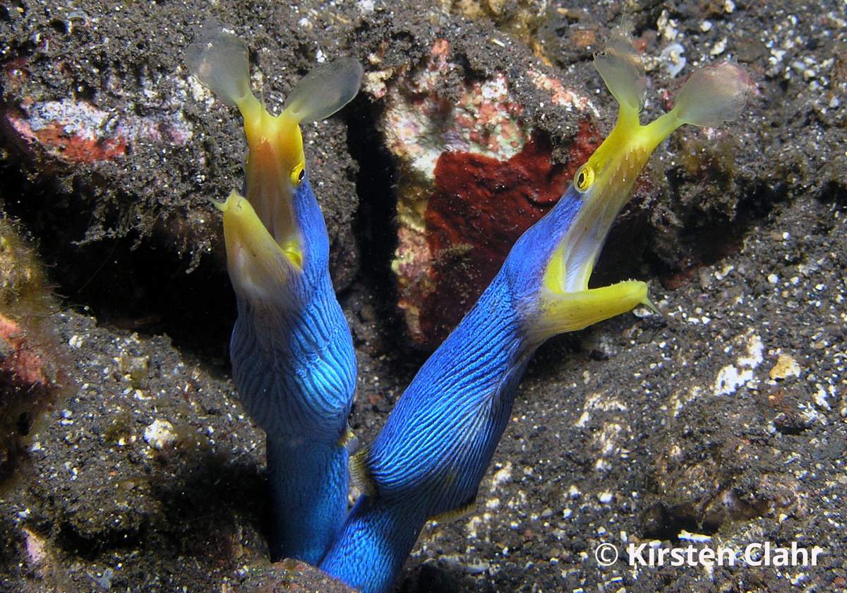 Rhinomuraena quaesita Rhinomuraena quaesita