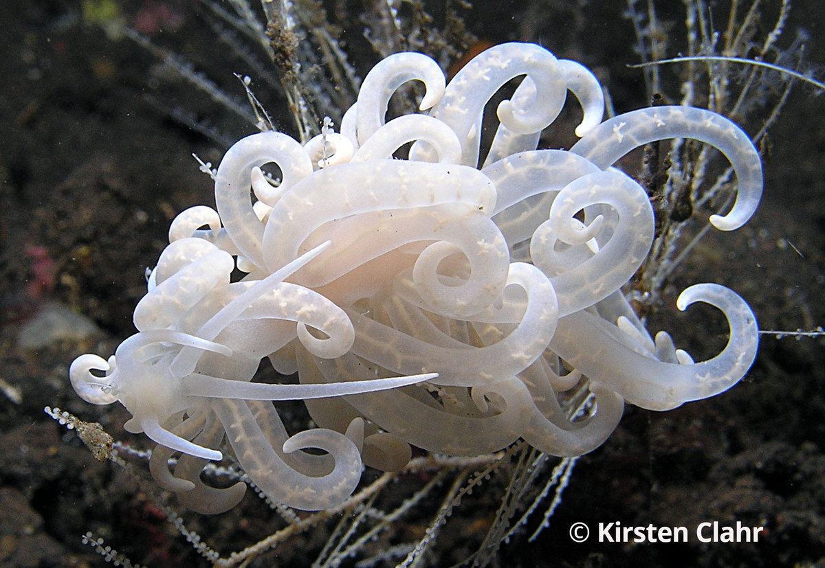 Phyllodesmium Phyllodesmium