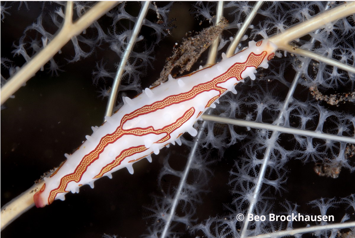 Spindelschnecke Spindelschnecke