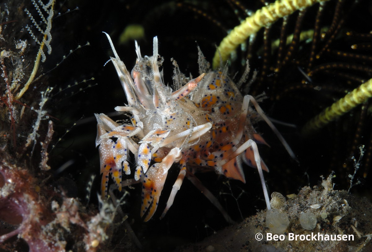 Tigershrimp Tigershrimp