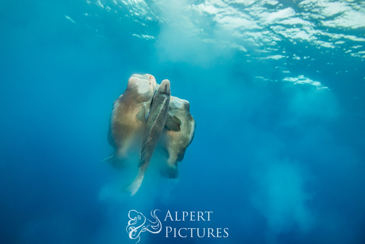 Bumphead-Papageifische, © Sam's Tours/Jesse Alpert Bumphead-Papageifische