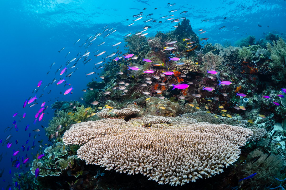 Tauchen in Cabilao, © Bryan Chu Tauchen in Cabilao