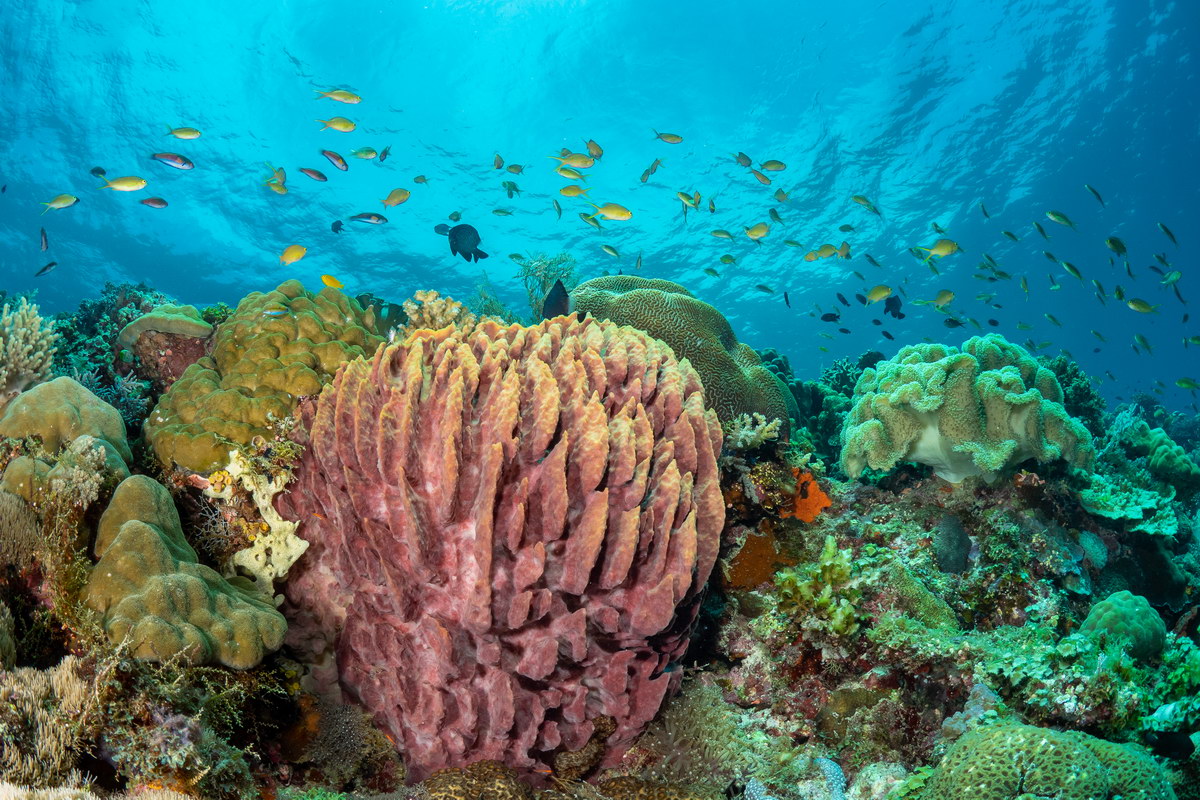 Tauchen in Cabilao, © Bryan Chu Tauchen in Cabilao