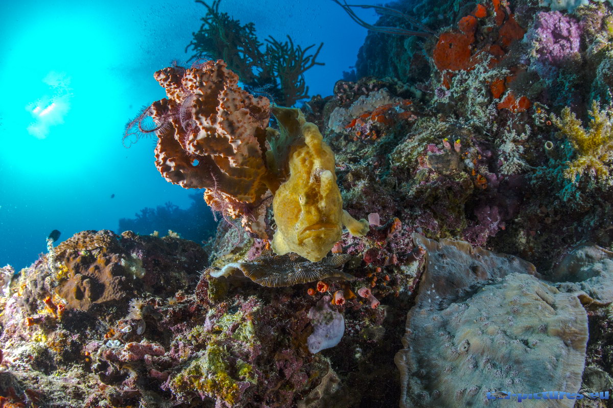 Tauchen in Cabilao Tauchen in Cabilao